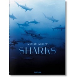 Michael Muller. Sharks