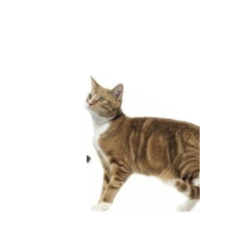 Cat Breeds: Characteristics, Breeds, Care, Origins