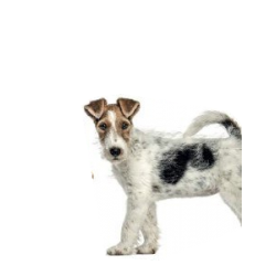 Dog Breeds: Characteristics, Breeds, Care, Origins